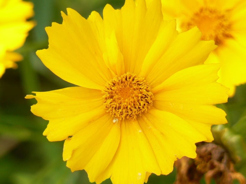 14 Best Seeds for Fall Sowing - coreopsis