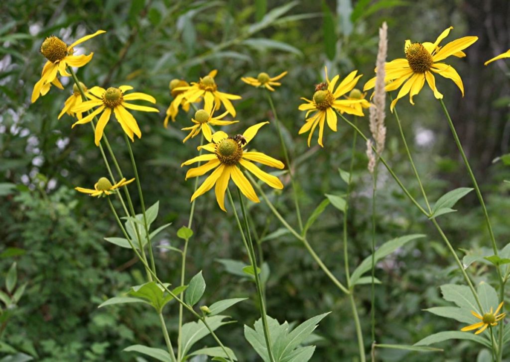 14 Best Seeds for Fall Sowing - cutleaf coneflower