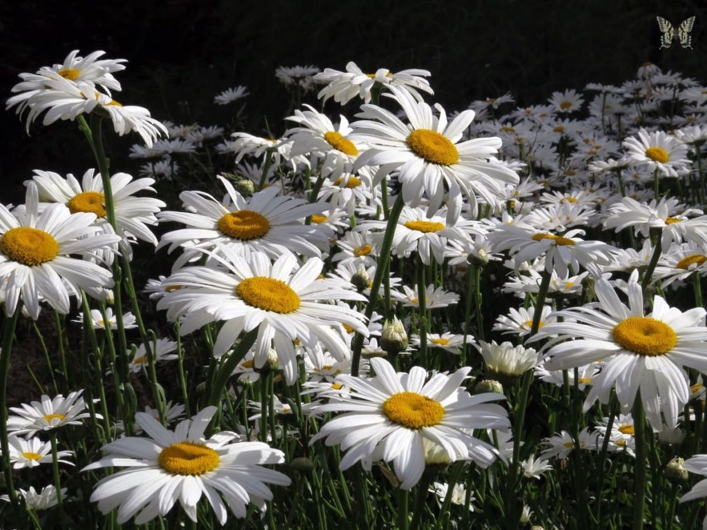14 Best Seeds for Fall Sowing - shasta daisies
