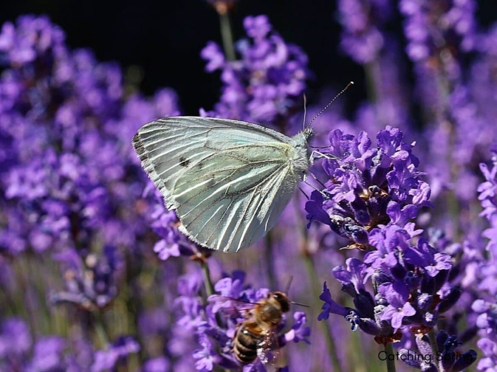 14 best seeds for fall sowing - lavender
