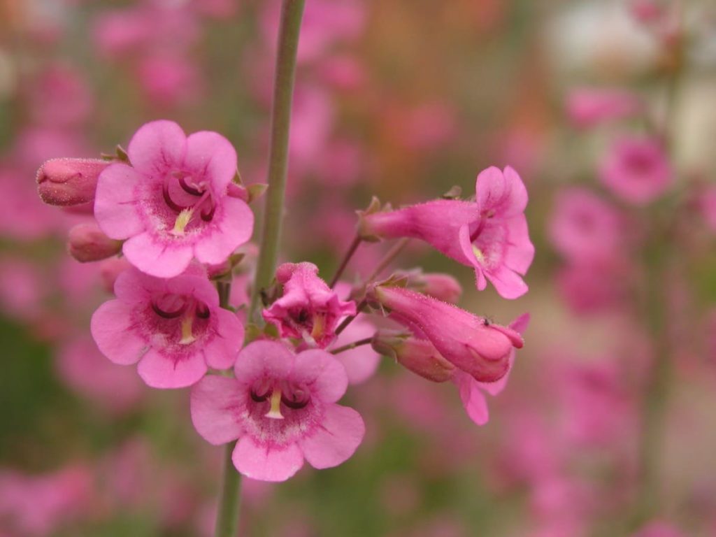14 Best Seeds for Fall Sowing - penstemon