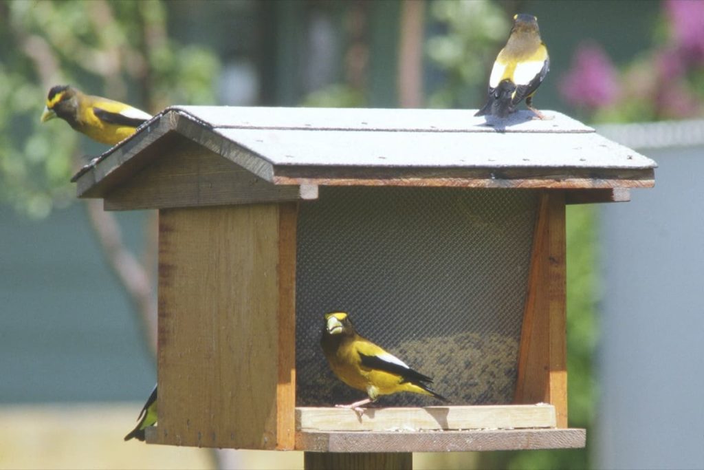 9 Easy Steps For a Wildlife-Friendly Yard - put up bird feeders