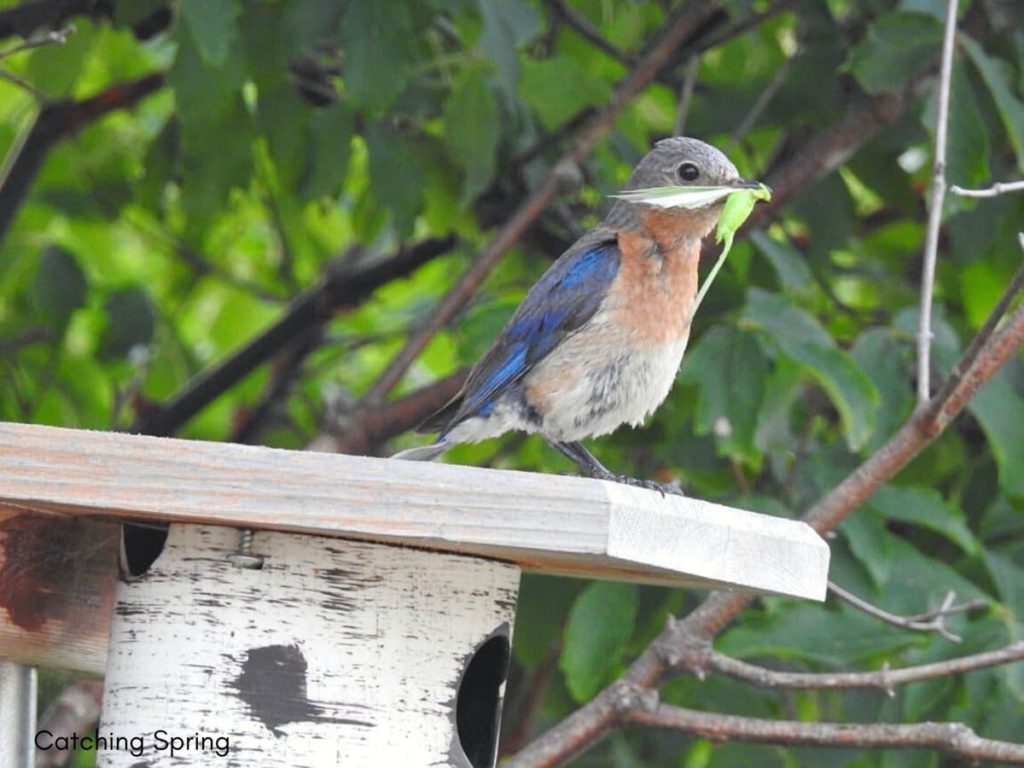 9 Easy Steps For a Wildlife-Friendly Yard - put up bird houses