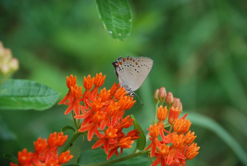 9 easy steps for a wildlife-friendly yard plant native plants and wildflowers
