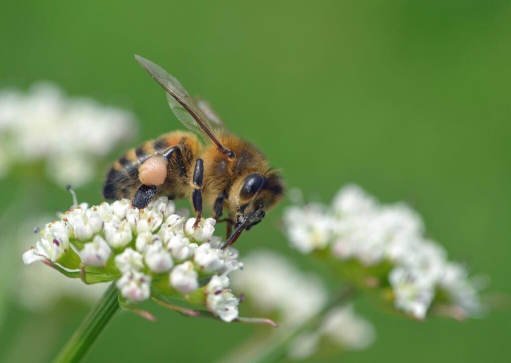 bee-friendly-garden