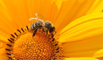 bee-friendly-garden